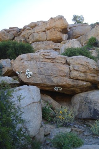 Colpias mollis